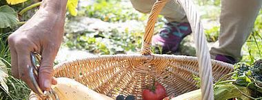 Sessions d'accompagnement et de formation - Gestion d'un potager biologique