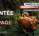 Montée en alpage